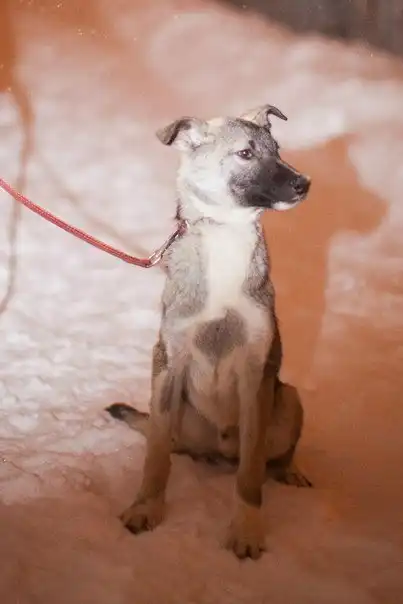 Отдам щенка Невила