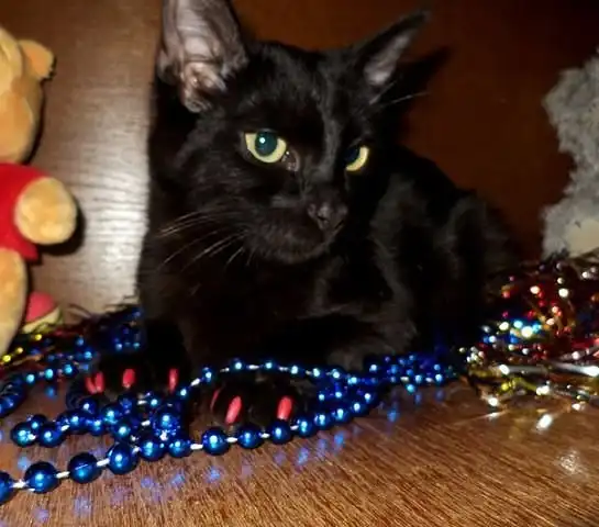 Котенок Ищет дом!