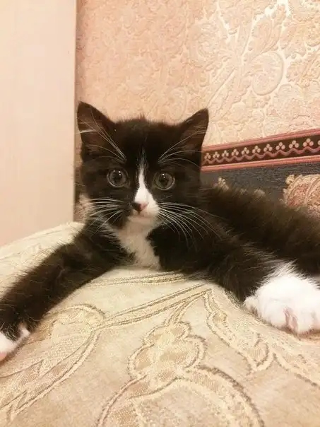 Отдам котёнка