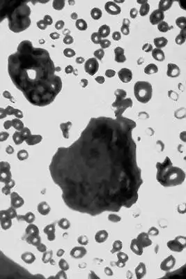 Черный пояс по физике