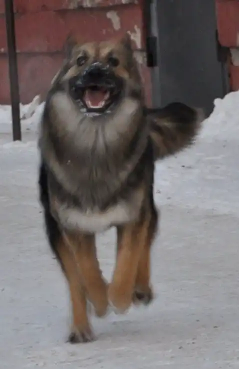 Отдам собачку Элину