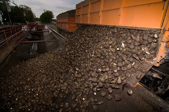 Как производят сахар