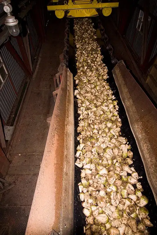 Как производят сахар