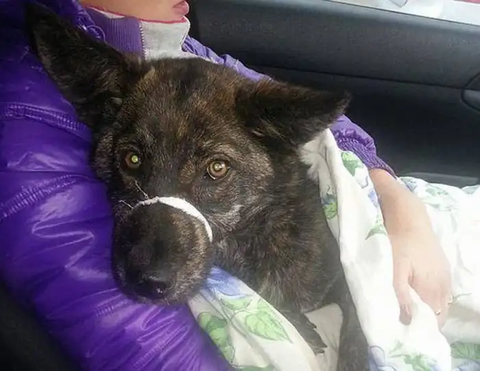 Под Благовещенском спасли собаку с перебитыми задними лапами