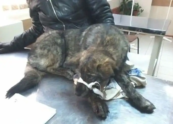 Под Благовещенском спасли собаку с перебитыми задними лапами