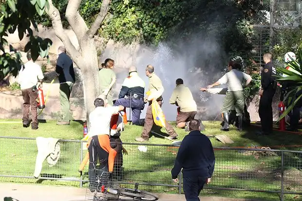 В Барселоне мужчина прыгнул в вольер со львами