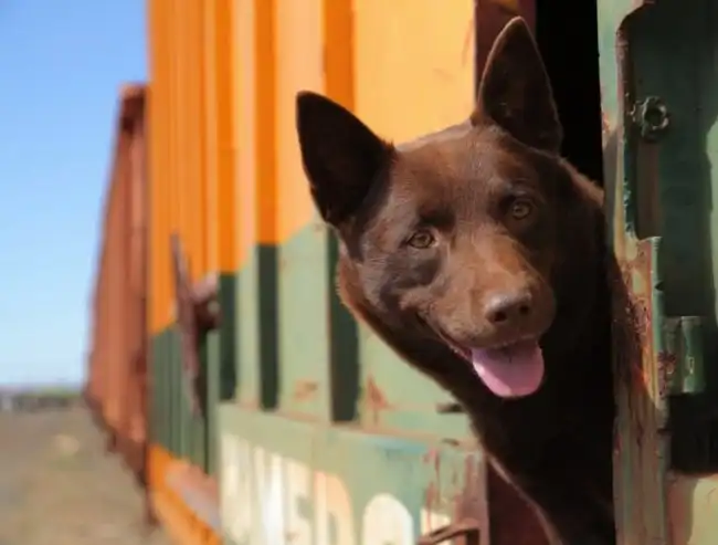 20 фильмов, от которых нам хочется жить