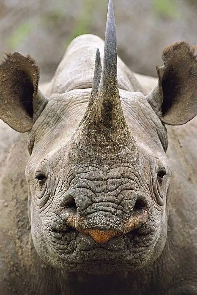 Животные, которых за последние 40 лет стало вдвое меньше