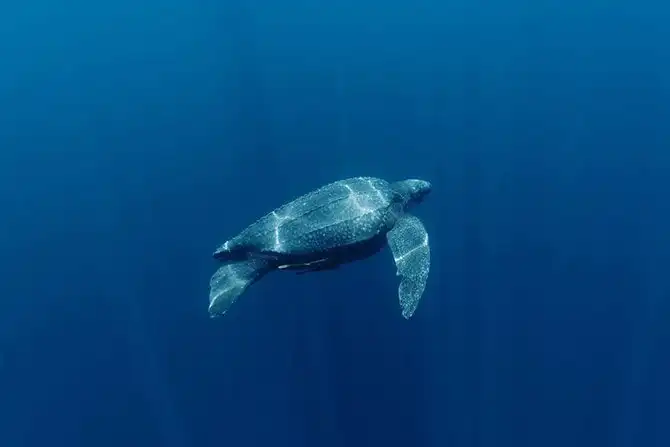 Животные, которых за последние 40 лет стало вдвое меньше