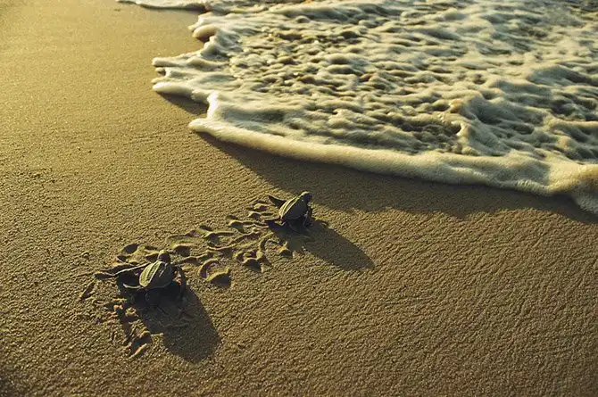 Животные, которых за последние 40 лет стало вдвое меньше