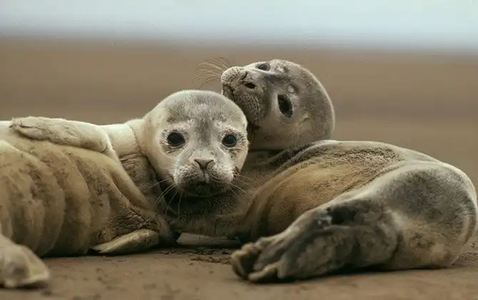 Животные, которых за последние 40 лет стало вдвое меньше
