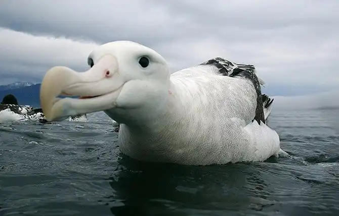 Животные, которых за последние 40 лет стало вдвое меньше