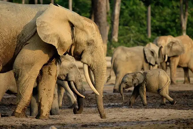 Животные, которых за последние 40 лет стало вдвое меньше