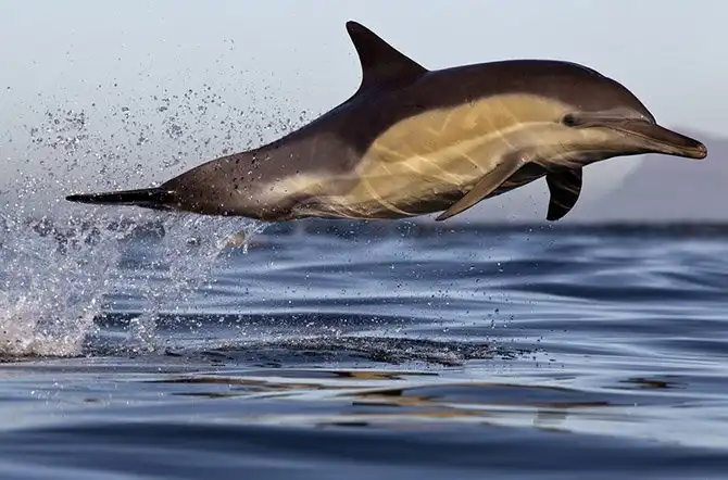 Животные, которых за последние 40 лет стало вдвое меньше
