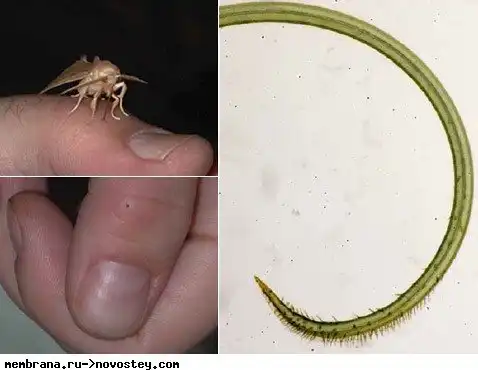 Бабочки — вампиры