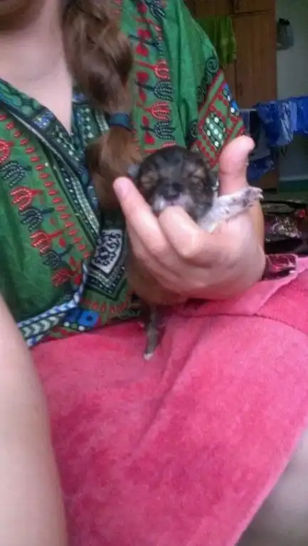 Отдам щенков