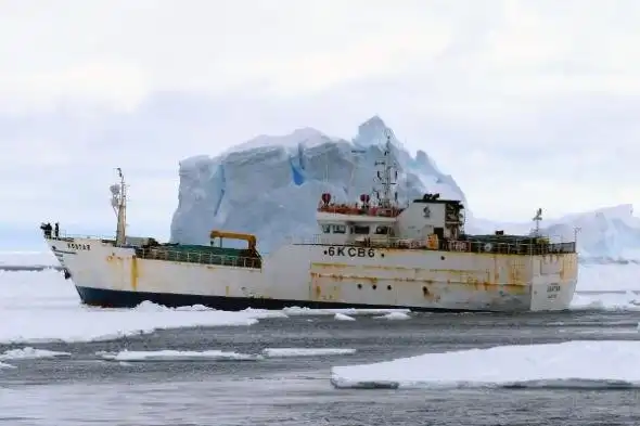 Как ловят жуткого клыкача