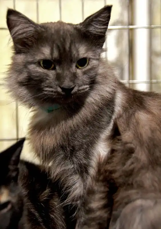 Отдам котика Остина