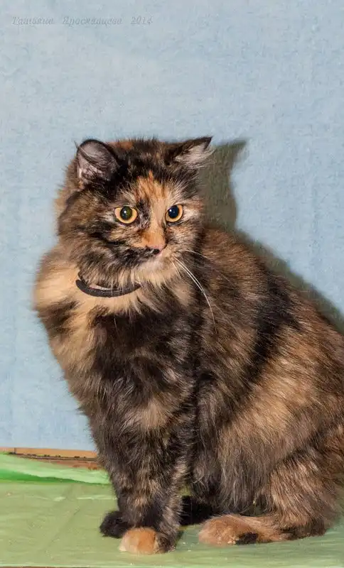 Отдам кошечку Линду