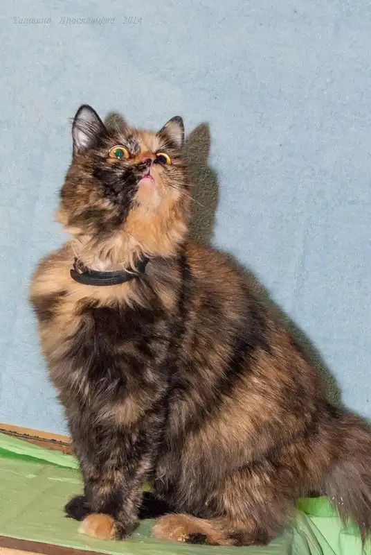 Отдам кошечку Линду