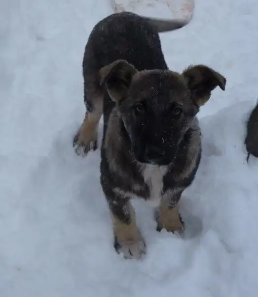 Отдам щенков