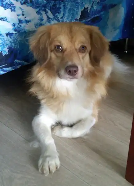 Отдам собачку Малыша