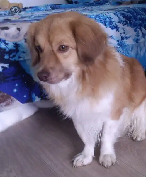 Отдам собачку Малыша