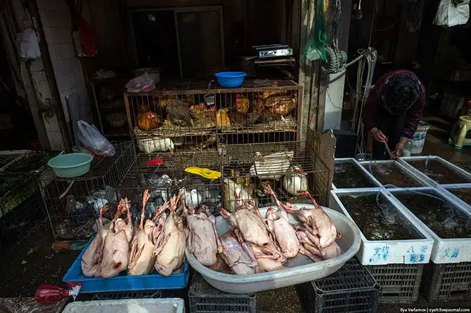 Прогулка по Шанхаю