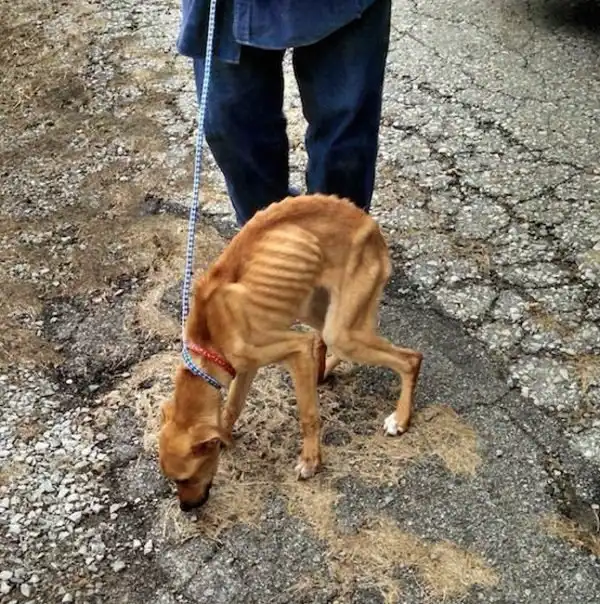 Дворник нашел этого пса, истощенного и заваленного мусором