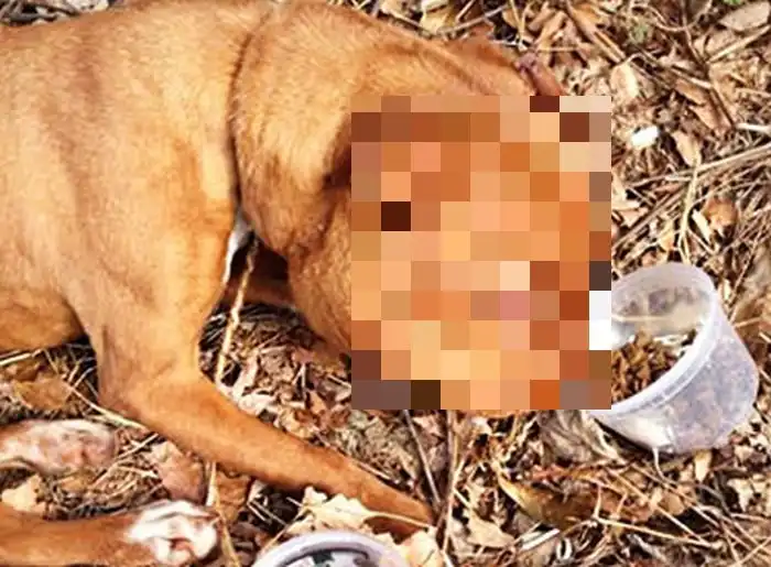 Спасение щенка в США