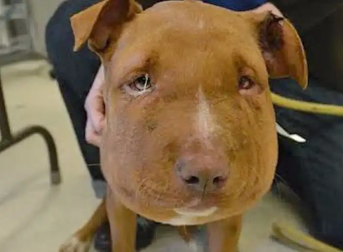 Спасение щенка в США