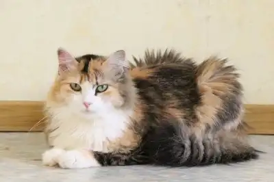 Отдам кошечку Скарлетт