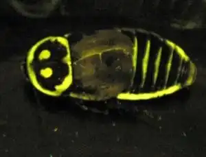 Светящийся таракан