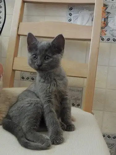 Отдам котят Ириску и Матрёшку