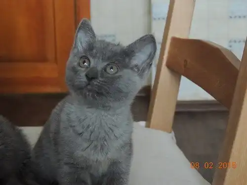 Отдам котят Ириску и Матрёшку