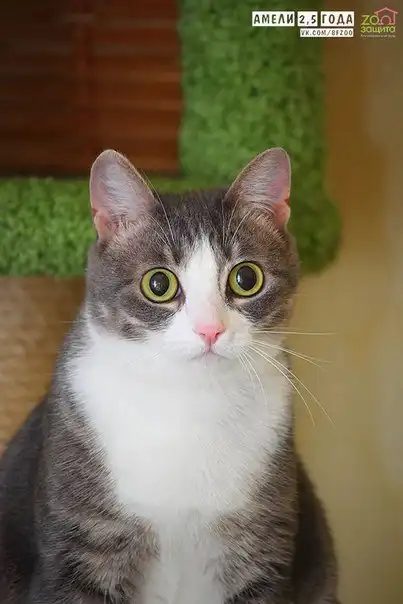 Отдам кошечку Амели