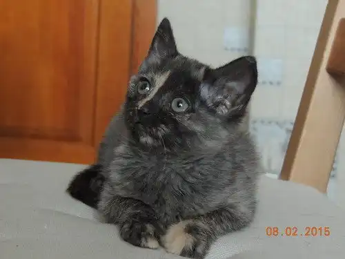 Отдам котёнка Принцессу