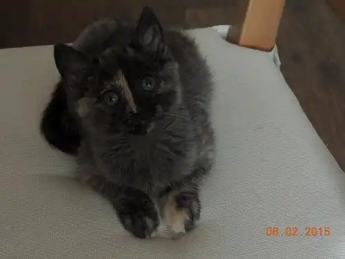 Отдам котёнка Принцессу