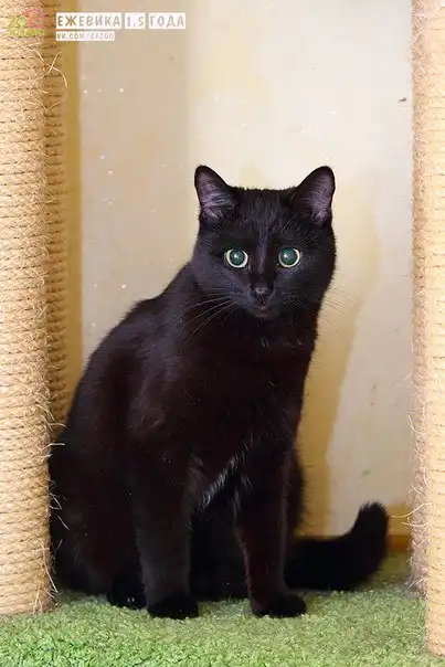 Отдам кошечку Ежевику