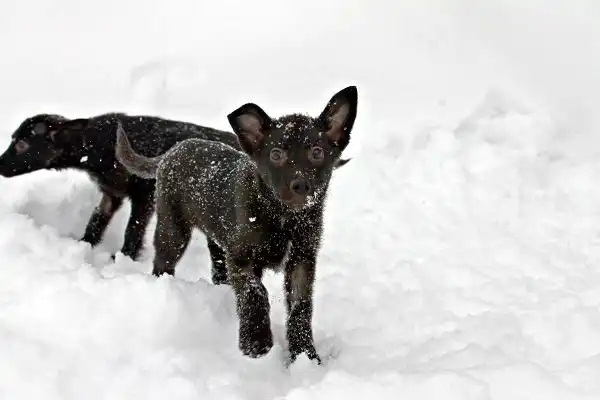 Отдам щенков