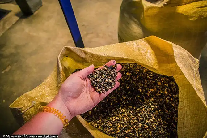 Как устроено производство кофе в Доминикане