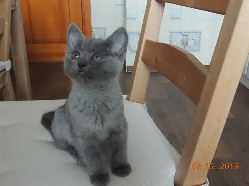 Отдам котёнка Ириску