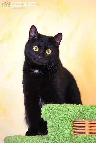 Отдам кошечку Фриду