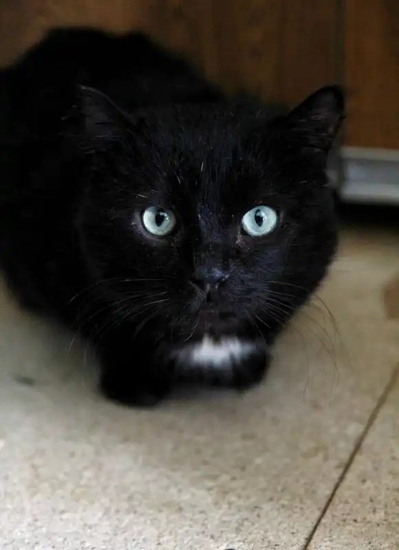 Отдам котика Отелло