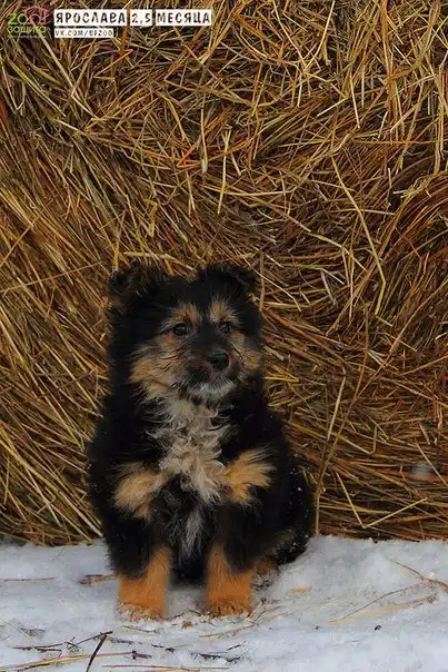 Отдам щенков