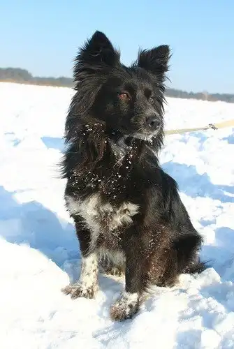 Отдам собачку Гаю