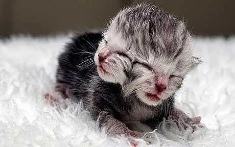 Генетические ошибки – Двуглавая жизнь