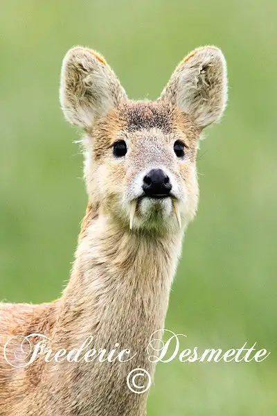 Саблезубый олень