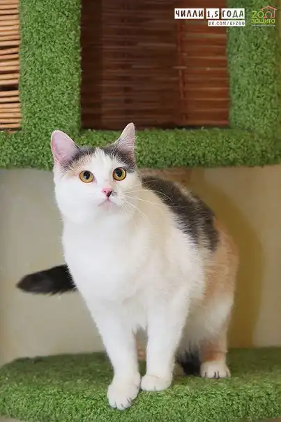 Отдам кошечку Чилли