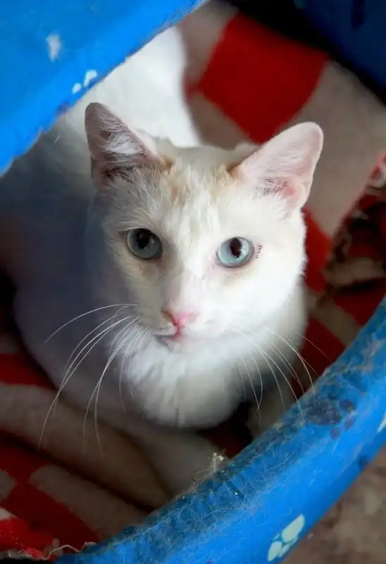 Отдам котика Софьена